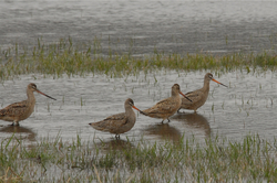 Godwit Foursome.jpg